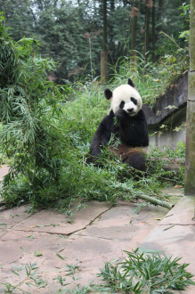 Pandas eat 20-30 kilos of bamboo each day!