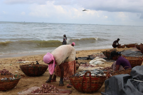 these women gutted the fish in the baskets and threw the guts in the ocean