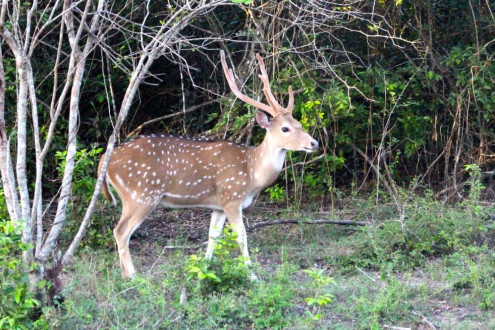 Pretty Spotted Deer