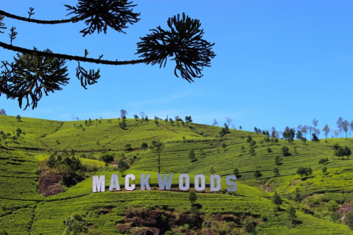 Mackwoods Sign Is Quite Similar To The Hollywood One, Eh?