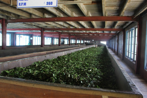 tea leaves drying for 12 hours before they are crushed