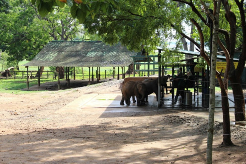 the elephant transit center for baby elephants