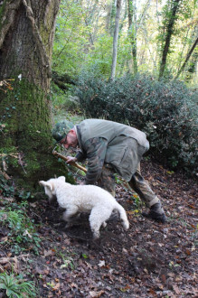 Paolo and his dog Mille, the truffle hunting team