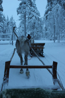 there were about 5 groups of us being pulled by reindeer by sled