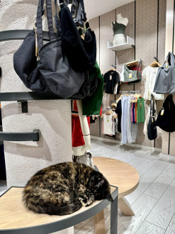 this cat is waiting to try on clothes