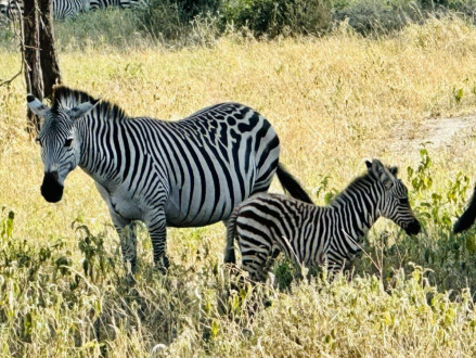 Mama and baby zebra