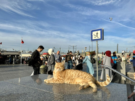this cat is waiting to catch a ferry