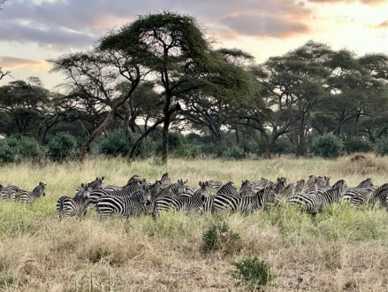 gorgeous herds of zebras
