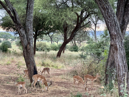 impala