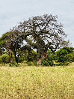 Baobao trees are gorgeous
