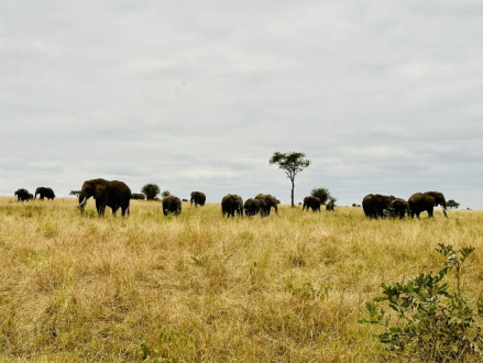 elephants in herds of 60+
