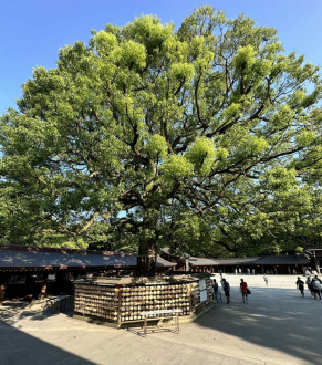 ema surrounding the tree at the shrine