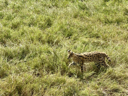 a serval cat